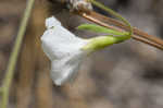 Coastalplain dawnflower